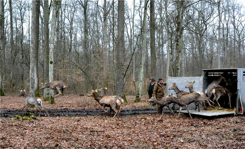 U sklopu projekta "ForestFlow" u šume oko Vrbanje pušten 21 jelen