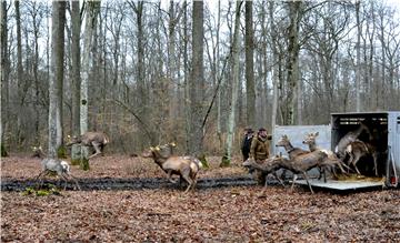 U sklopu projekta "ForestFlow" u šume oko Vrbanje pušten 21 jelen