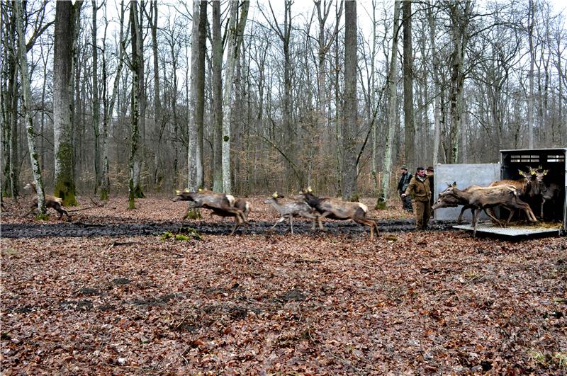 U sklopu projekta "ForestFlow" u šume oko Vrbanje pušten 21 jelen