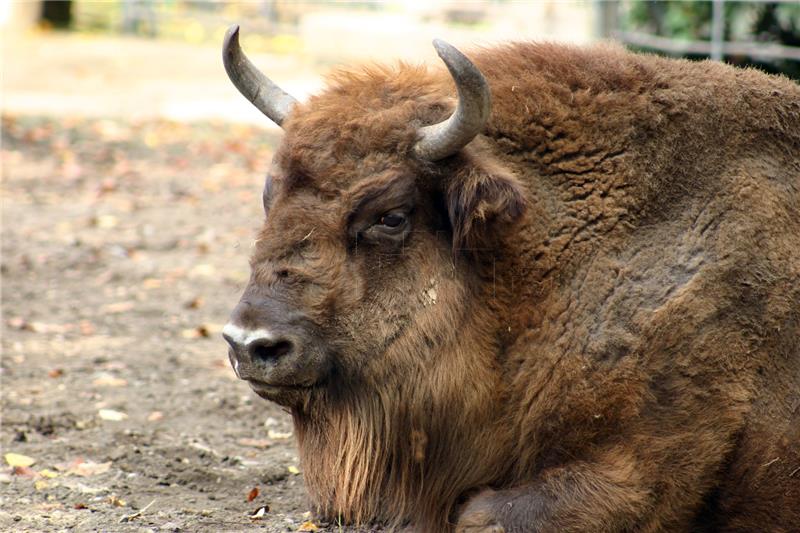 Egzotična zima u zagrebačkom ZOO-u: O Davidu i Golijatu među životinjama