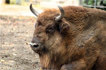 Egzotična zima u zagrebačkom ZOO-u: O Davidu i Golijatu među životinjama