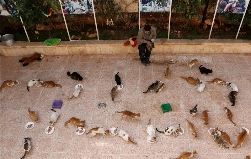 SYRIA PHOTO SET ALEPPO CAT SANCTUARY