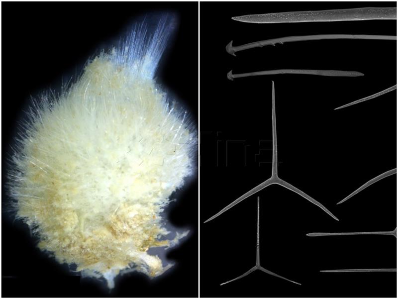 Na IRB-u otvoren Centar izvrsnosti za BioProspecting Jadranskog mora