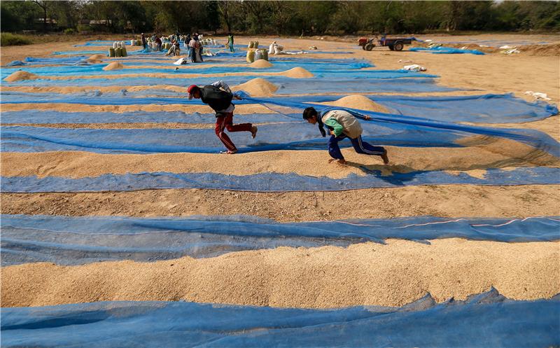 MYANMAR AGRICULTURE RICE