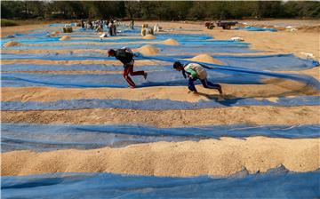 MYANMAR AGRICULTURE RICE