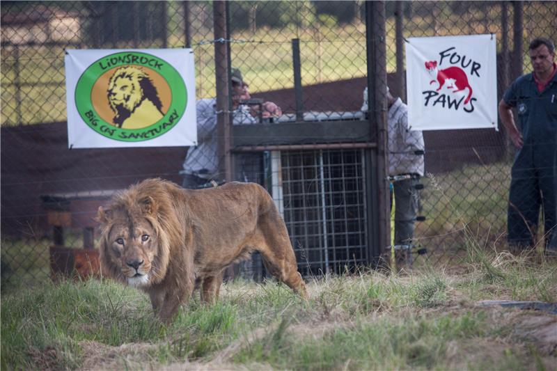 SOUTH AFRICA ANIMALS LION RELEASE