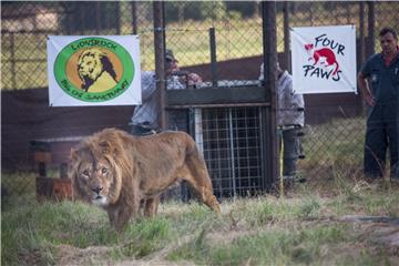 SOUTH AFRICA ANIMALS LION RELEASE