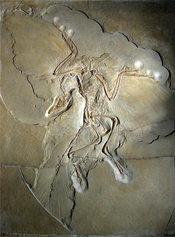 Archaeopteryx