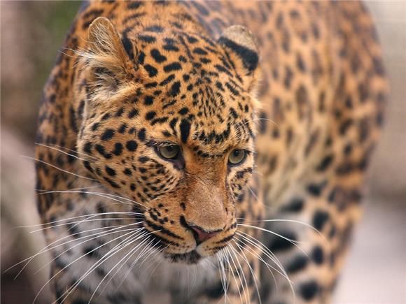 U zagrebačkom ZOO-u "Svijet mačaka", upoznavanje s kineskim leopardom