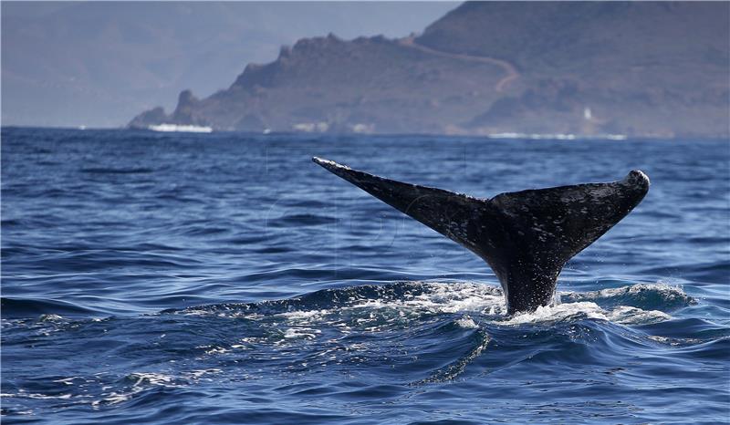 Čile donio zakon o zaštiti oceana