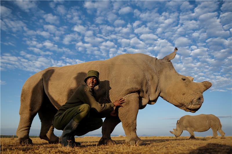 (FILE) KENYA NORTHERN WHITE RHINO EXTINCTION