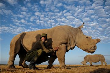 (FILE) KENYA NORTHERN WHITE RHINO EXTINCTION