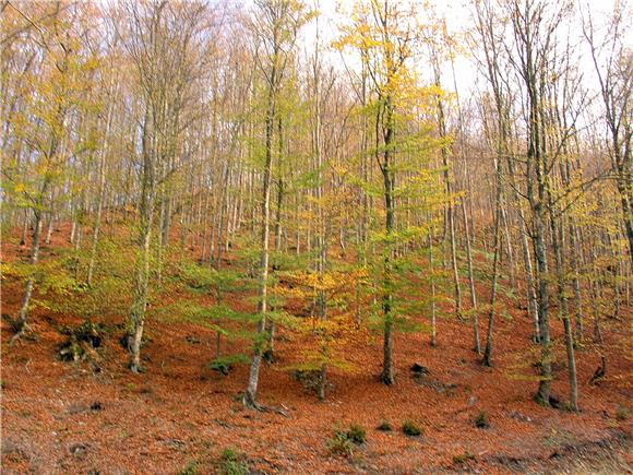 Hrvatske šume i Udruga za sindrom Down zajedno obilježile svoj dan, 21. ožujka