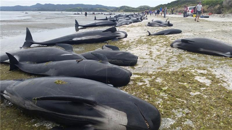 U nasukavanju na australskoj plaži uginulo 135 kratkoperajnih kitova