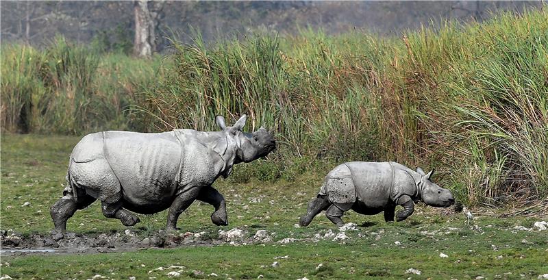 INDIA RHINOS CENSUS