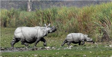 INDIA RHINOS CENSUS