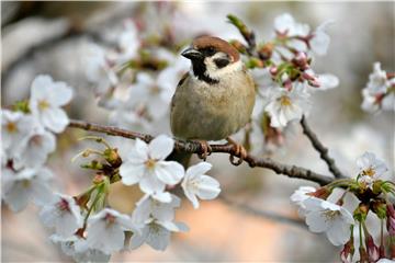 JAPAN WEATHER CHERRY BLOSSOM