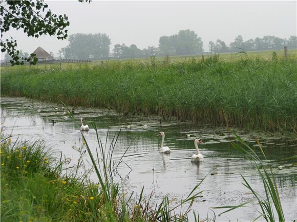 Island wetlands conservation project presented