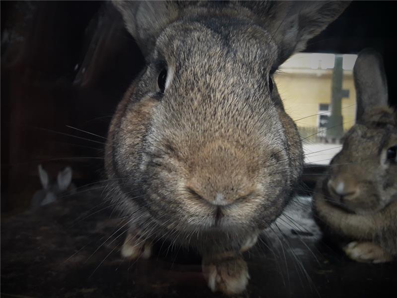 Zagreb: Na Uskrsni ponedjeljak "Zekanje u Zoo vrtu"