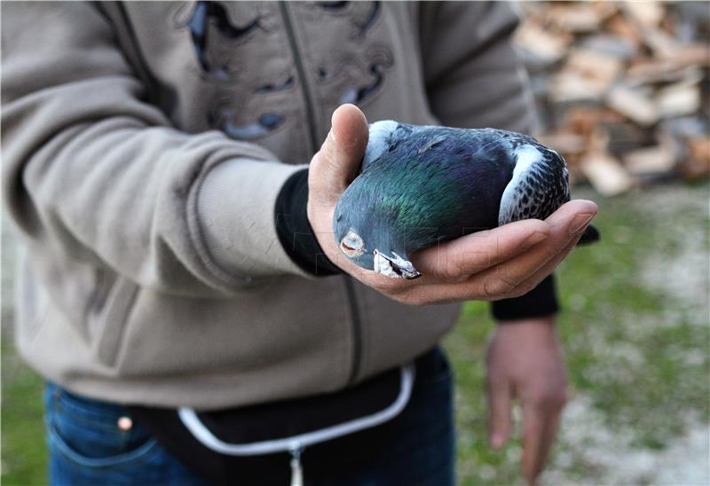 Osijek: Insecticide found in dead pigeons