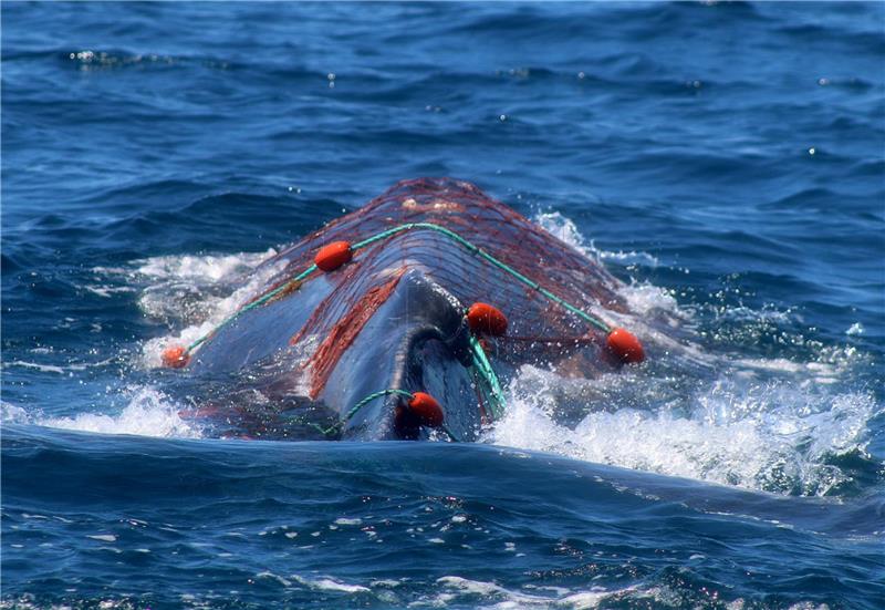 MEXICO RESCUED WHALE