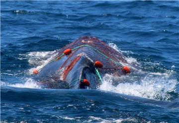 MEXICO RESCUED WHALE