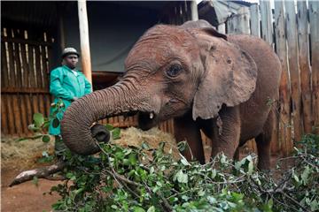 KENYA ANIMALS ELEPHANT ORPHANAGE