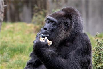 GERMANY ANIMALS ZOO GORILA BIRTHDAY