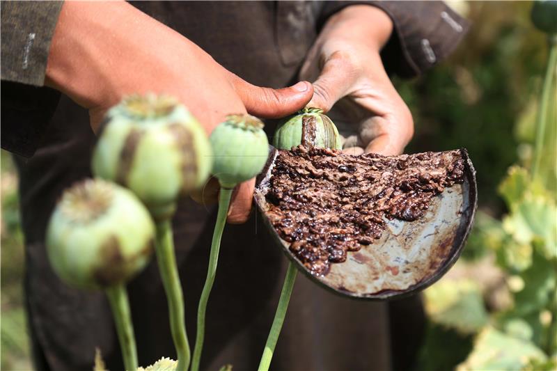 AFGHANISTAN POPPY CULTIVATION