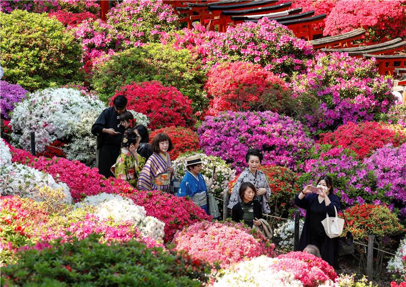 JAPAN NATURE AZALEA