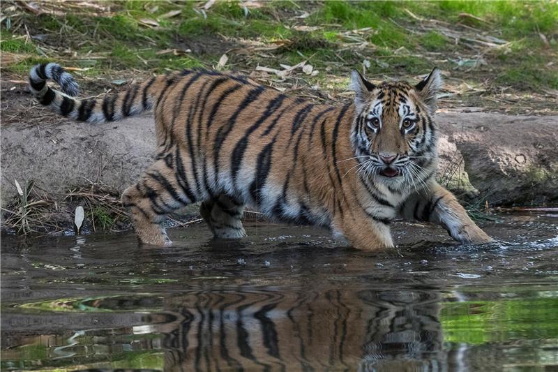 Četiri rijetka tigra uginula u istom mjesecu u Nepalu