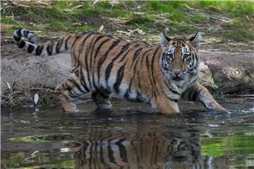 Četiri rijetka tigra uginula u istom mjesecu u Nepalu