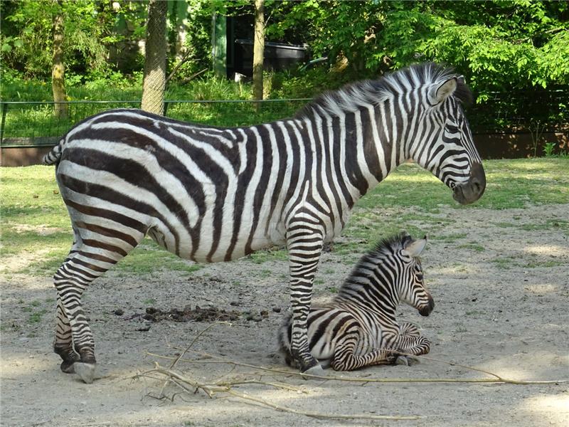 U zagrebačkom ZOO-u na svijet došlo mladunče zebre