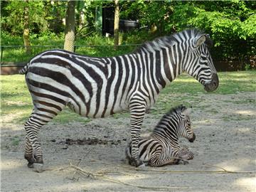 U zagrebačkom ZOO-u na svijet došlo mladunče zebre