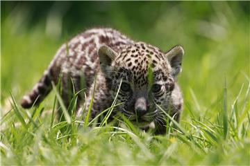 MEXICO ANIMALS JAGUAR