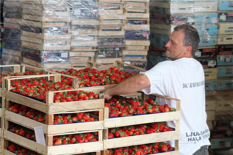 Udarni vikend u berbi vrgoračke jagode