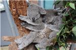 Australija ulaže milijune u spas koala