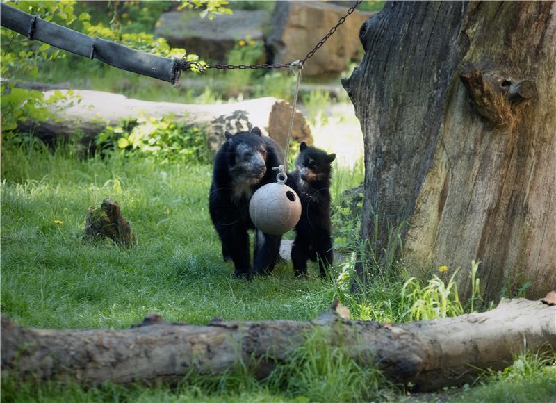 GERMANY ANIMALS