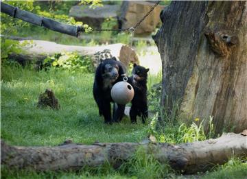 GERMANY ANIMALS