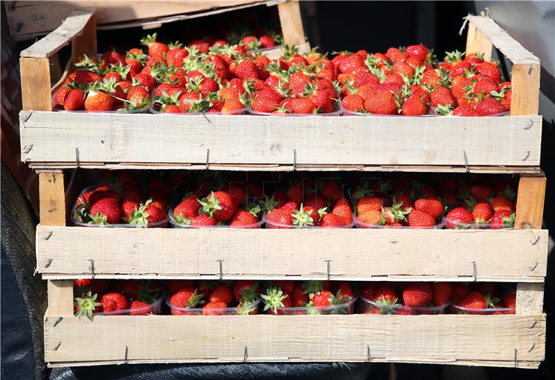 Živi zid otkupit će jagode po cijenama koje odrede proizvođači i podijeliti građanima 