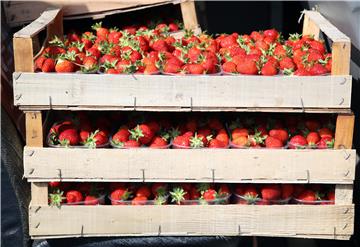 Živi zid otkupit će jagode po cijenama koje odrede proizvođači i podijeliti građanima 