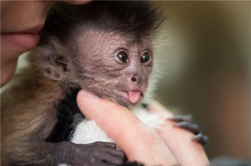 HUNGARY ANIMALS BABY MONKEY