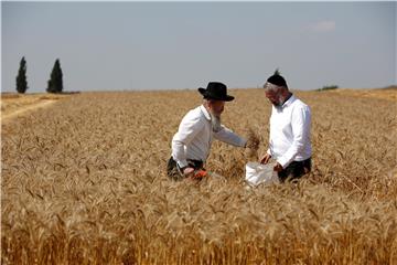 MIDEAST ORTHODOX JEWS WHEAT HARVEST