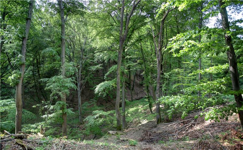 Cross-border project under way to protect chestnut forests in Croatia and Bosnia