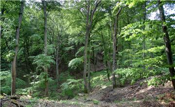 Cross-border project under way to protect chestnut forests in Croatia and Bosnia