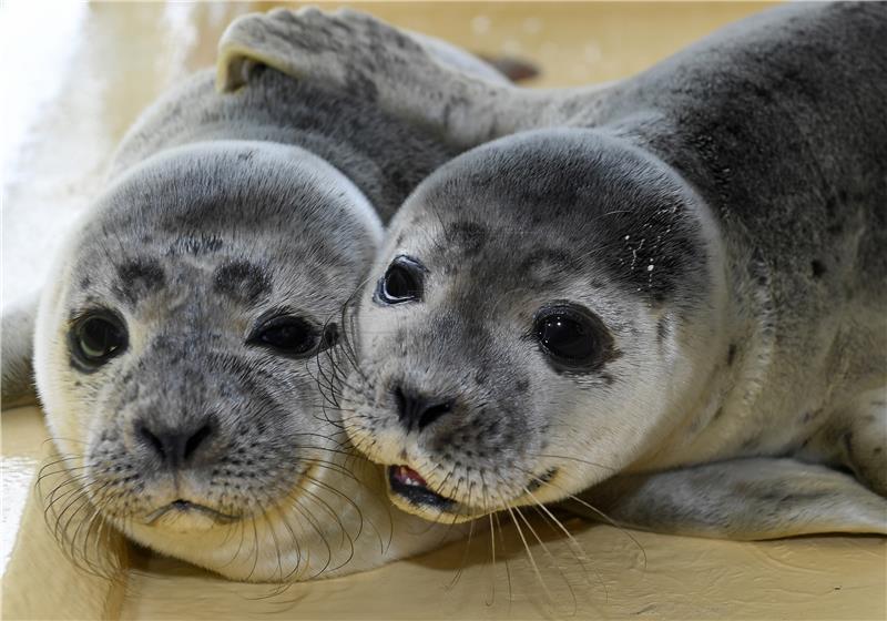 GERMANY ANIMALS WILDLIFE SEALS