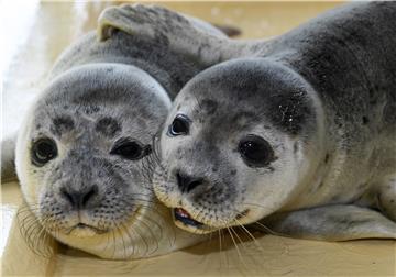 GERMANY ANIMALS WILDLIFE SEALS