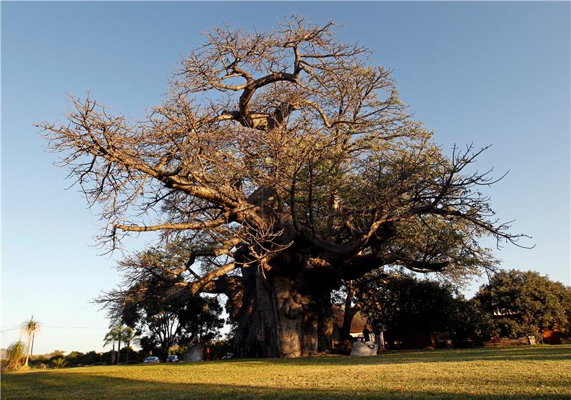 SOUTH AFRICA BAOBAB TREES DYING