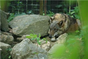 U zagrebačkom ZOO-u vuk i vučica dobili tri mladunca