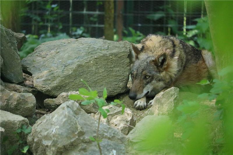 U zagrebačkom ZOO-u vuk i vučica dobili tri mladunca